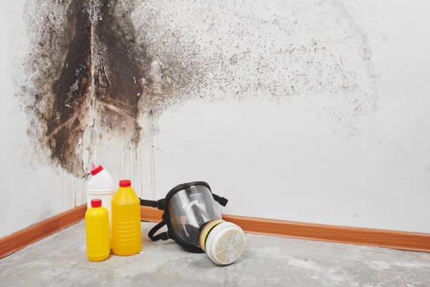 Best Mold Damage Repair  in Spring Valley, AZ