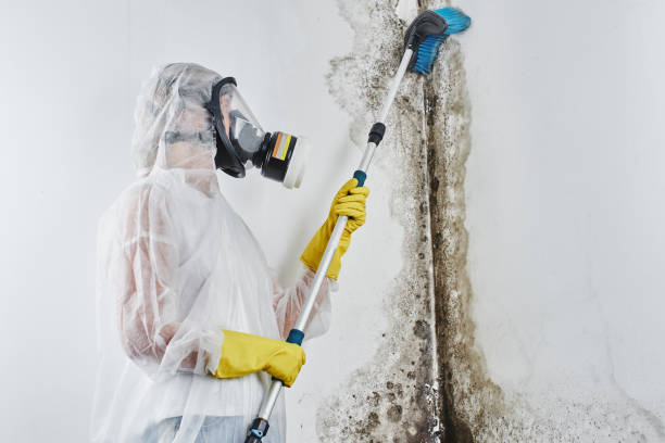 Best Fast Mold Removal  in Spring Valley, AZ