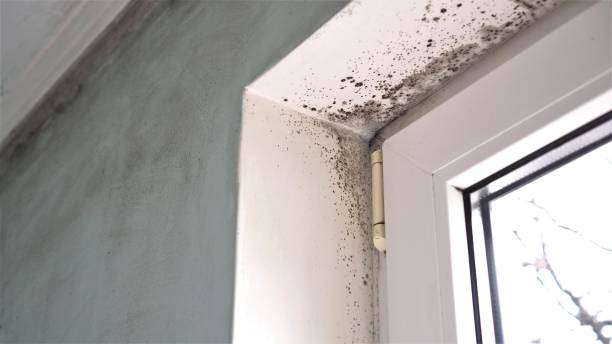 Best Same-Day Mold Removal  in Spring Valley, AZ