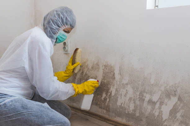 Attic Mold Removal in Spring Valley, AZ