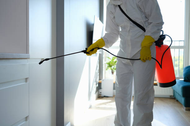 Best Attic Mold Removal  in Spring Valley, AZ