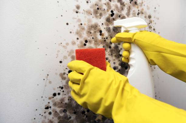 Best Mold Removal Company Near Me  in Spring Valley, AZ