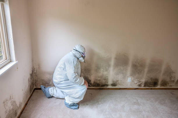 Best Black Mold Removal  in Spring Valley, AZ