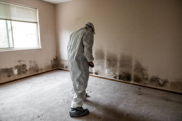 Best Certified Mold Removal  in Spring Valley, AZ