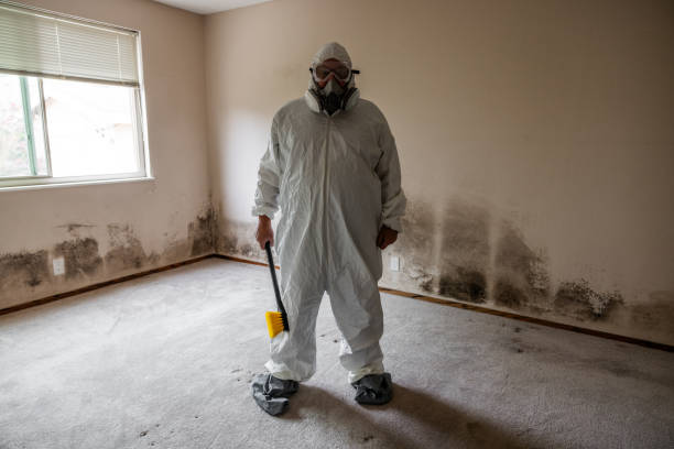 Best Mold Remediation  in Spring Valley, AZ