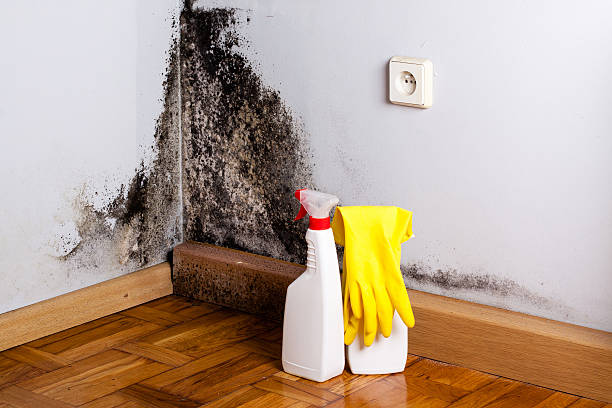 Best Residential Mold Removal  in Spring Valley, AZ