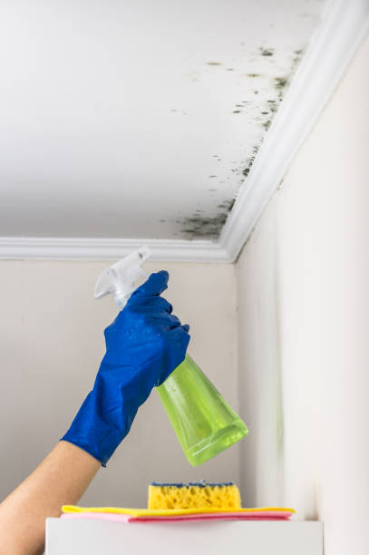 Best Commercial Mold Removal  in Spring Valley, AZ